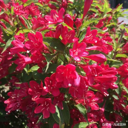 红花王子锦带球花朵效果