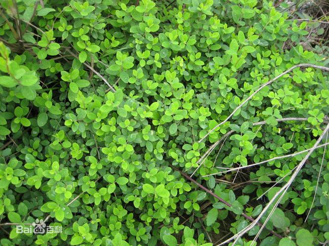 具有止咳,祛痰,平喘,安神之功效.用于急,慢