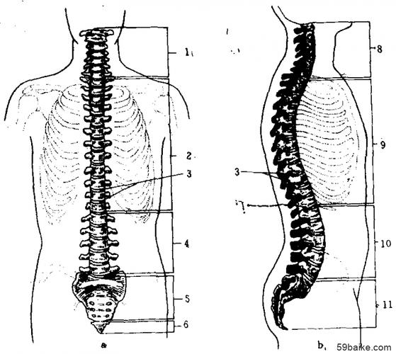 腰椎 5.骶骨 6.尾骨7.棘突 8.颈曲 9.胸曲 10.腰曲 11.骶曲