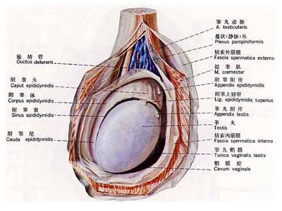只要两侧的大小均在正常范围,是不会影响生育的.有一些人