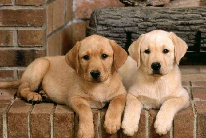 十大聪明的狗排名!