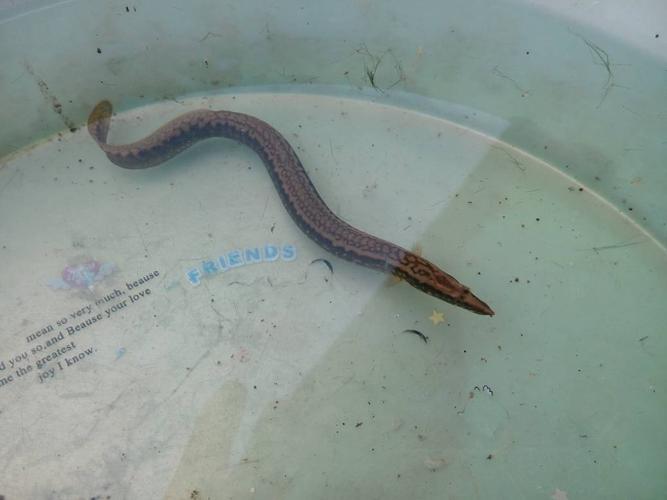 这个是什么鱼?不像泥鳅,河里的