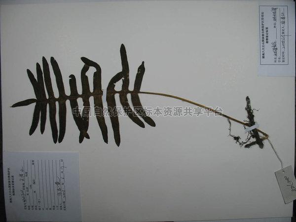 日本水龙骨