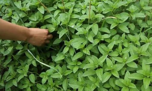 一,关于十香菜的"前世今生"