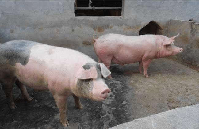 猪高热病的症状表现是什么?猪高热病的防治措施!