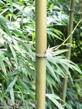 地下茎(竹鞭)无通气道,或偶可有少数通气道.竿的节内一般