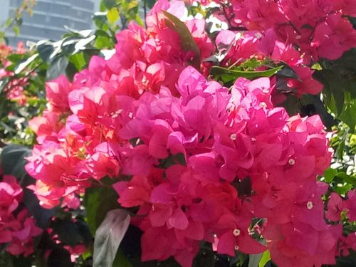 深圳市花簕杜鹃