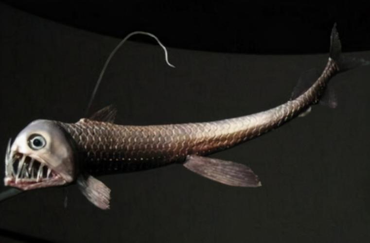 世界十大令人恐怖深海生物排行榜 鮟鱇上榜,第二被称为"食人魔鱼"