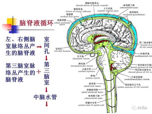 脑和脊髓的被膜血管及脑脊液循环精美图集轻松掌握