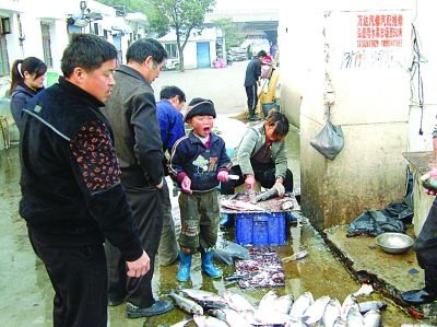 组图:11岁"杀鱼弟"走红网络 杀鱼技巧高眼神犀利