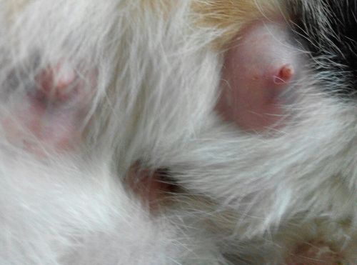 我家的猫咪一次生了5只小猫,我摸它肚子发现在乳房的部位有一大块地方