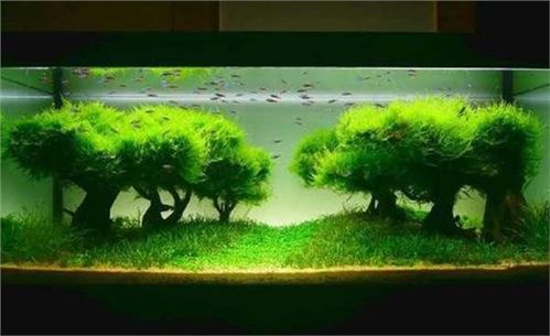 适合新手的水草缸开缸过程步骤