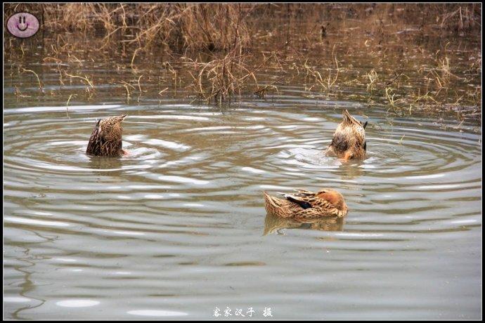 冬日鸭子觅食忙