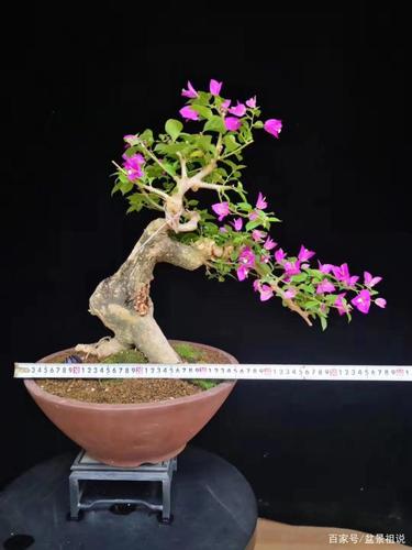 三角梅,小老桩精品盆景
