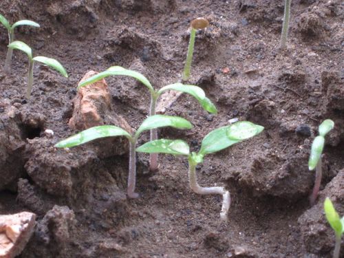 小西红柿苗——怪形状的