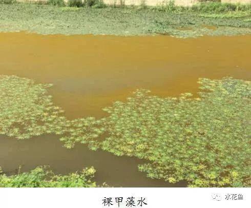 四,甲藻,裸甲藻,飞燕角甲藻