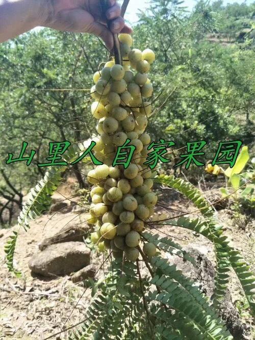 油甘翠绿新鲜采摘余甘果牛果滇橄榄果余酸水橄榄