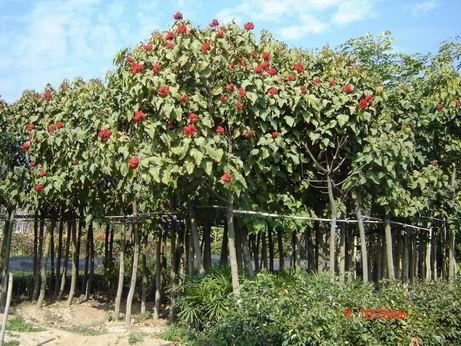 胭脂树的外表和作用