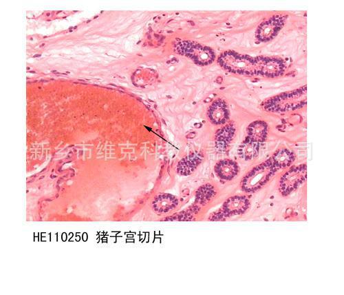 猪子宫切片 生物切片 组织学与胚胎学 生殖系统 显微镜玻片