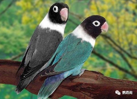 牡丹鹦鹉的品种及部分图片对照