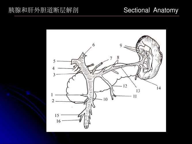胰腺和肝外胆道断层解剖ppt