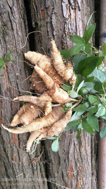 福建野色天香生态农业供应野生中药材四叶参养生食物羊乳参来自海拨