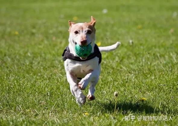 狗狗经常叹气怎么回事告诉你原因