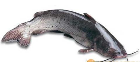 24 2011-10-30 为什么鲶鱼的胡子那么长?