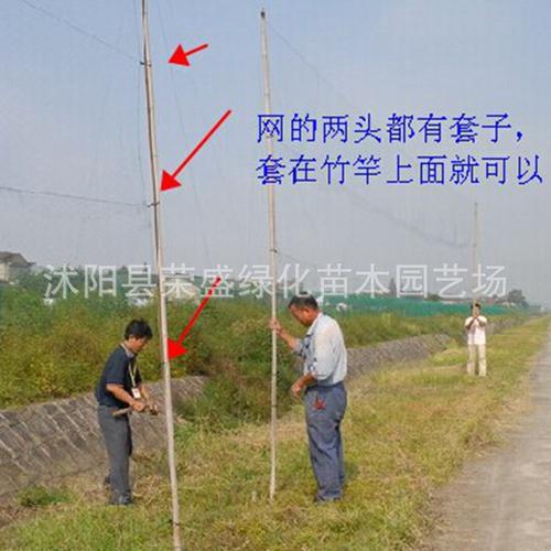 零售 麻雀网 斑鸠网 画眉网 粘鸟网 防鸟网 规格齐全