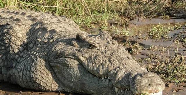 10年捕杀300人的非洲巨鳄,当地人用大帝为它命名,如今失踪成迷