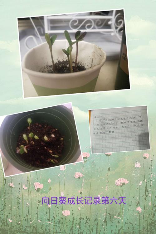 向日葵的成长记录