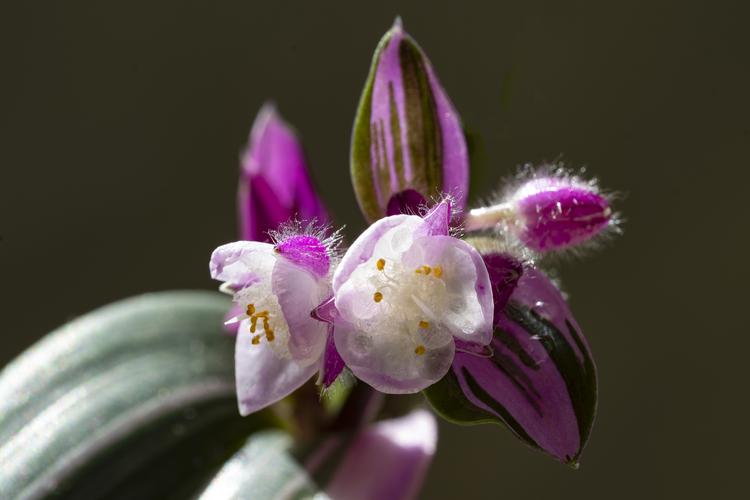 【首发】吊竹梅开花了