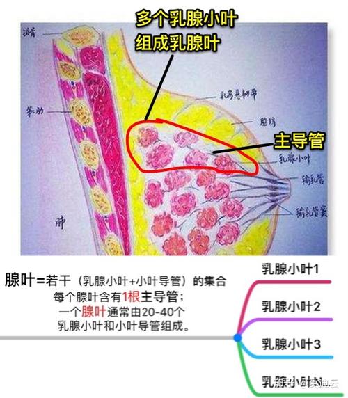 产奶必备之:乳腺组织!
