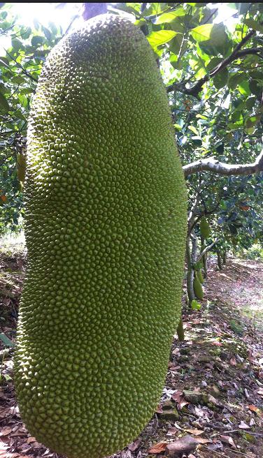 正宗海南新鲜水果,马来1号菠萝蜜批发供应