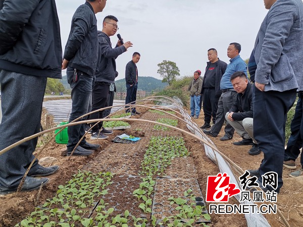 凤凰县禾库镇:州烟草公司送技到田助推烟叶精准扶贫