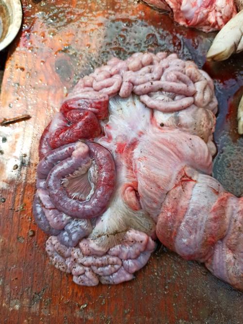 猪一头当晚吃饱早上发现站立不起半小时死亡解剖胃底有坏死大肠盲肠