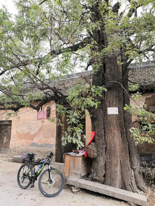 尚香村的这棵古槐树枝繁叶茂,索大的树干压在老房的屋脊,它有1000多岁