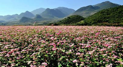荞麦的栽培要点是什么
