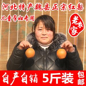 红梨5斤10斤包邮2018年新鲜水果红梨子正宗魏县特产冰糖铁皮梨