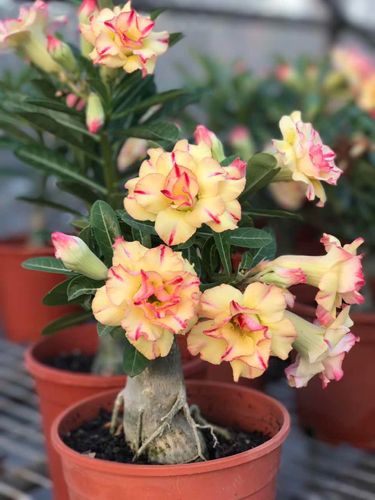 【玫蟹园】沙漠玫瑰品种荟萃