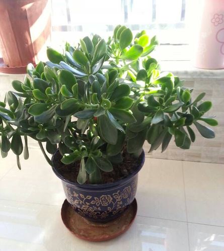 8月养玉树盆景3件事不能做叶翠绿厚实枝壮实漂亮有精神