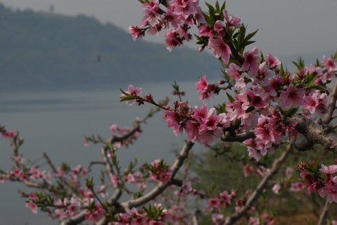 梦入桃花源