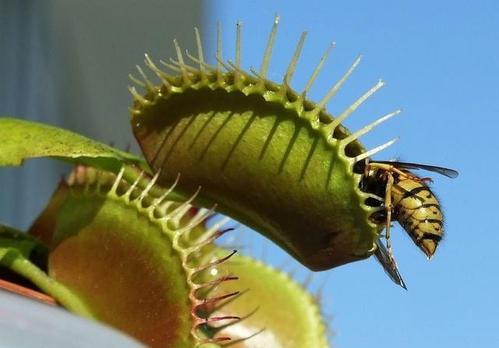 "捕虫高手"捕蝇草,被花友们当成宠物来养的趣味小盆栽