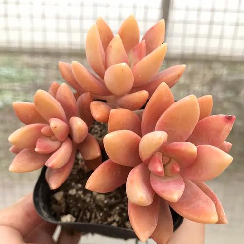 多头果冻色正版全状态好养萌系韩国进口多肉植物 布丁 多肉植物