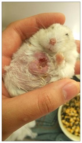 男子用水给仓鼠洗澡,隔天给它喂食发现不对劲,走近一看瞬间奔溃
