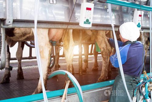 挤奶女工把挤奶的现代设备和太阳挤奶机连接起来