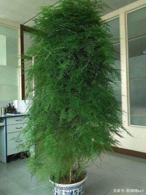 家养一盆"竹",节节高升,繁茂的竹子造型美丽,摆哪一排