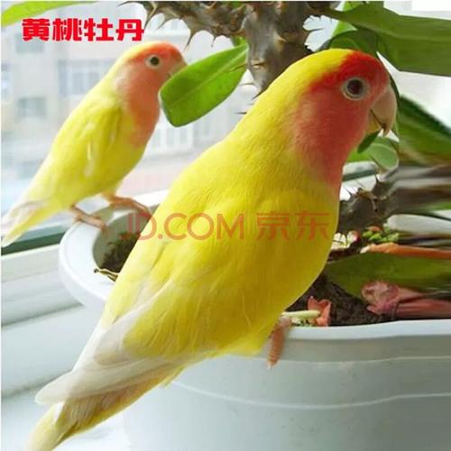 天弗桃脸牡丹鹦鹉活物黄桃绿桃鹦鹉中型说话鸟亲人鸟爱情鸟 黄桃鹦鹉