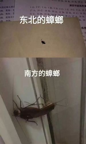 北方的蟑螂是蟑螂而南方的蟑螂是战螂