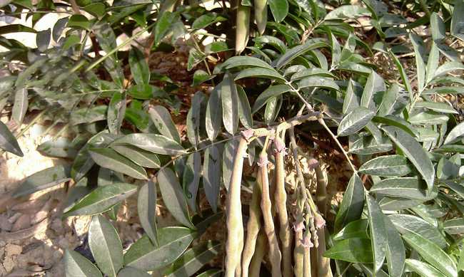 牛大力批发牛大力价格牛大力产品